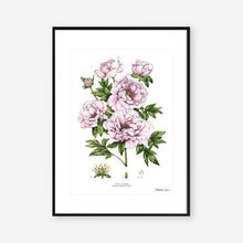 Load image into Gallery viewer, Tree Peony - Art Print