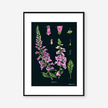 Load image into Gallery viewer, Foxglove - Black - Art Print