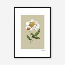 Load image into Gallery viewer, Botanical Peony 'Spring Blossom' - Art Print