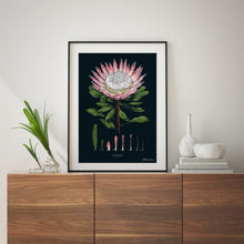 Load image into Gallery viewer, King Protea - Black - Art Print