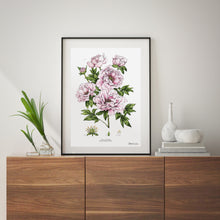 Load image into Gallery viewer, Tree Peony - Art Print