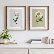 Load image into Gallery viewer, Botanical Peony 'Spring Blossom' - Art Print