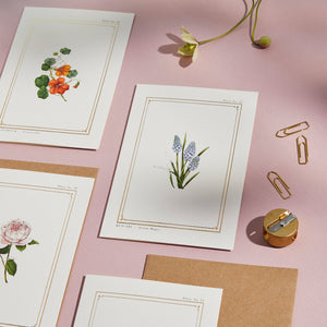 Muscari - 'The Botanist Archive : Everyday Edition' - Card