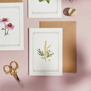 Mimosa - 'The Botanist Archive : Everyday Edition' - Card
