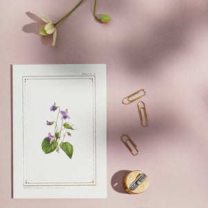 Sweet Violet - 'The Botanist Archive : Everyday Edition' - Card