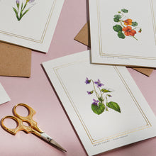 Load image into Gallery viewer, Sweet Violet - &#39;The Botanist Archive : Everyday Edition&#39; - Card