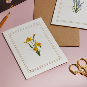 Daffodil - 'The Botanist Archive : Everyday Edition' - Card