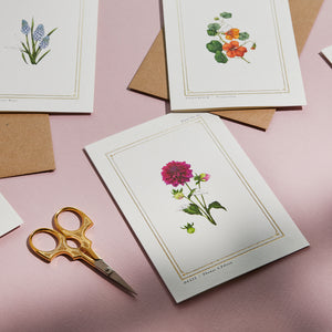 Dahlia - 'The Botanist Archive : Everyday Edition' - Card