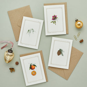 Box of 8 Botanical Luxury Christmas Cards - 'Botanist Archive: Festive Edition' Collection