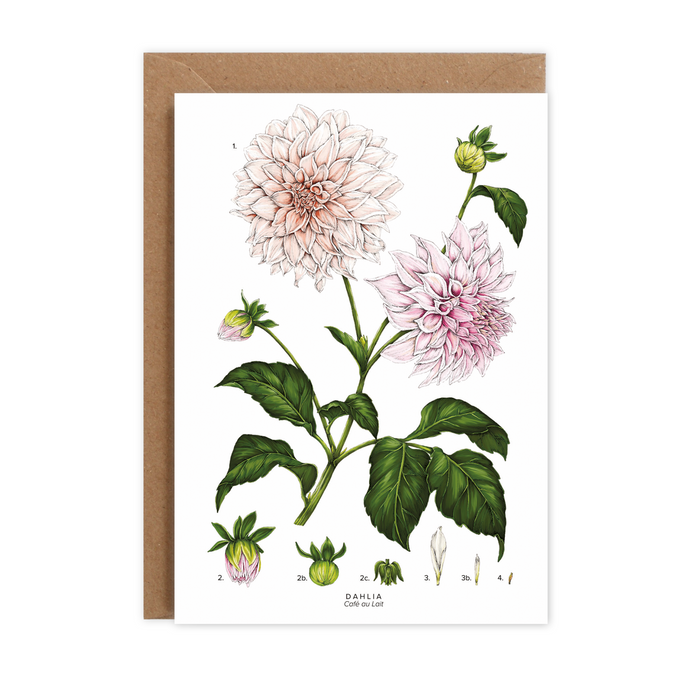 Botanical 'Cafe au Lait' Dahlia - Card (SALE 13)