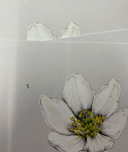 Wood Anemone - A3 Art Print (SALE)