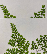 Load image into Gallery viewer, Maidenhair Fern - A4 Art Print (SALE)