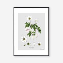 Load image into Gallery viewer, Wood Anemone - Art Print