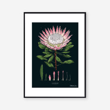 Load image into Gallery viewer, King Protea - Black - Art Print