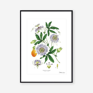 Passion Flower - White - Art Print