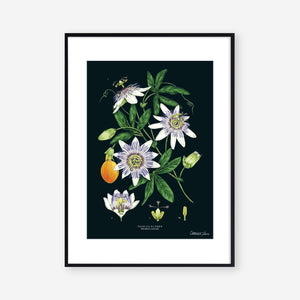 Passion Flower - Black - Art Print