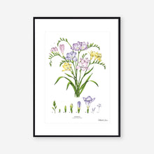 Load image into Gallery viewer, Freesia - Art Print