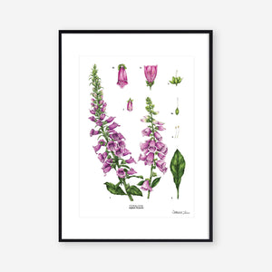 Foxglove - White - Art Print