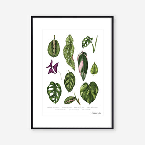 Houseplants - Art Print