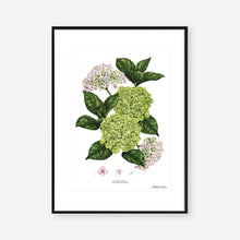 Load image into Gallery viewer, Hydrangea - White - Art Print