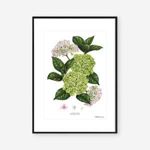 Hydrangea - White - Art Print