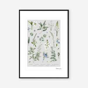Botanical 'Ethereal' - Art Print