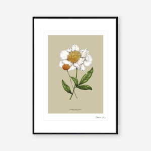 Botanical Peony 'Spring Blossom' - Art Print