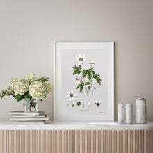 Load image into Gallery viewer, Wood Anemone - Art Print
