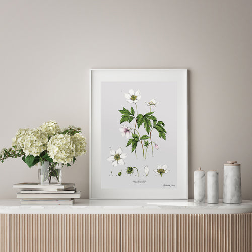 Wood Anemone - A3 Art Print (SALE)