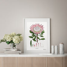 Load image into Gallery viewer, King Protea - White - Art Print