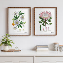 Load image into Gallery viewer, King Protea - White - Art Print