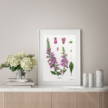 Load image into Gallery viewer, Foxglove - White - Art Print