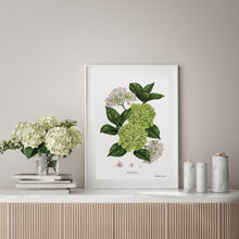 Load image into Gallery viewer, Hydrangea - White - Art Print
