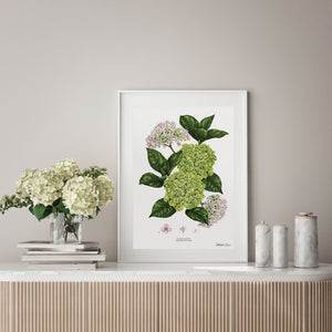 Hydrangea - White - Art Print