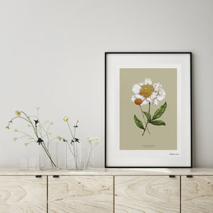 Botanical Peony 'Spring Blossom' - Art Print