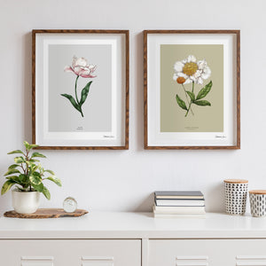 Botanical Tulip 'Spring Blossom' - Art Print