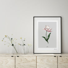 Load image into Gallery viewer, Botanical Tulip &#39;Spring Blossom&#39; - Art Print