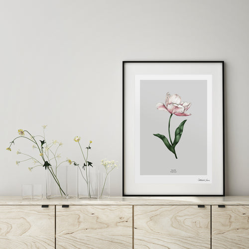 Botanical Tulip 'Spring Blossom' - Art Print