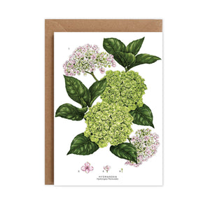 Botanical 'Hydrangea' Species Card