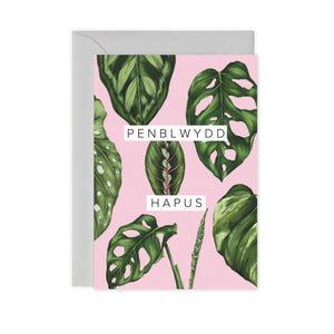 Houseplants - Carden 'Penblwydd Hapus'