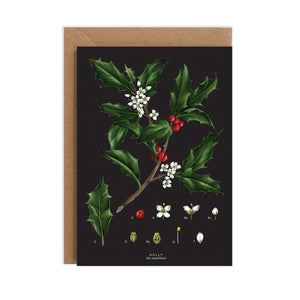 Holly Species - Christmas Card