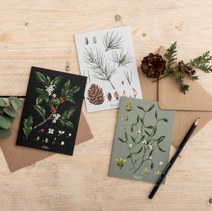 Holly Species - Christmas Card