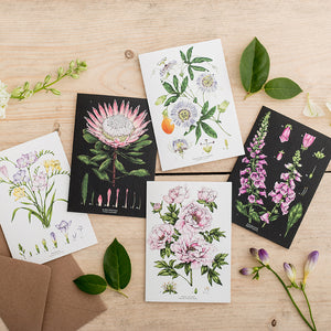 Botanical 'King Protea - Black' Species Card