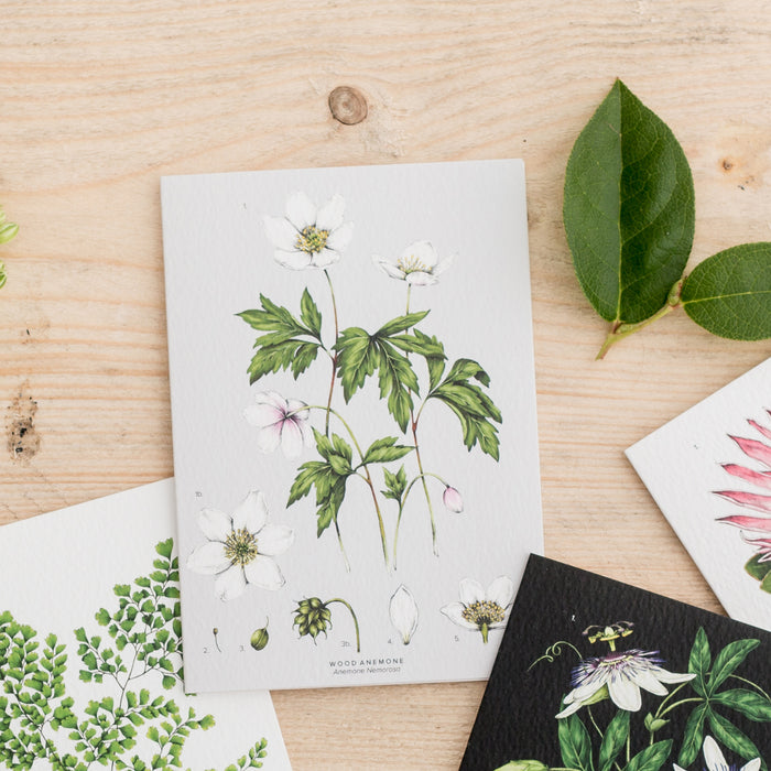 Botanical 'Wood Anemone' Species Card - SALE