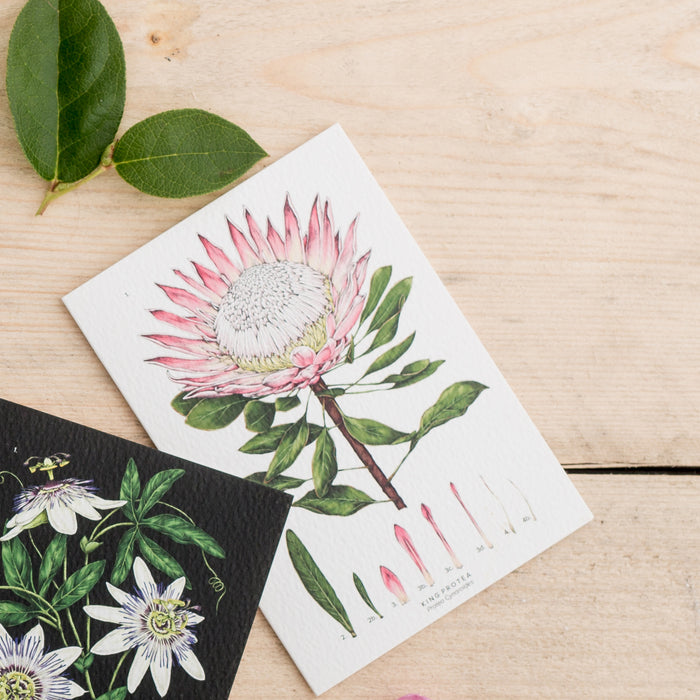 Botanical 'King Protea - White' Species Card