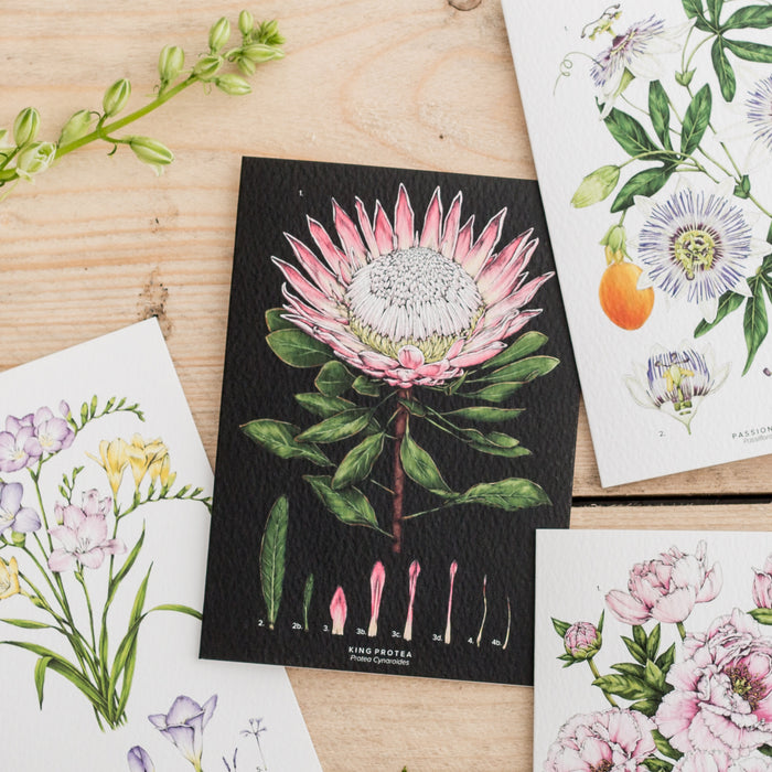 Botanical 'King Protea - Black' Species Card