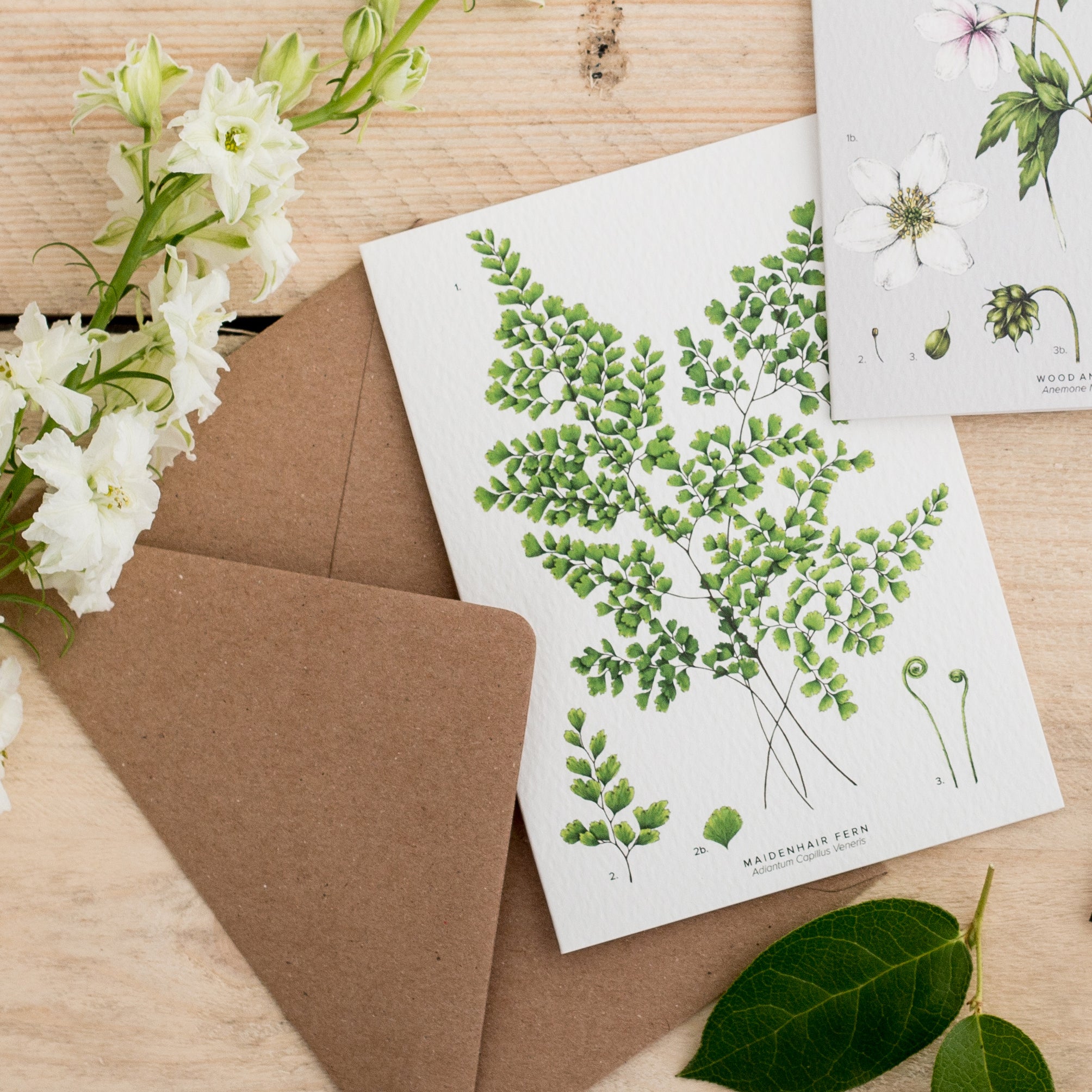 Botanical 'Maidenhair Fern' Species Card