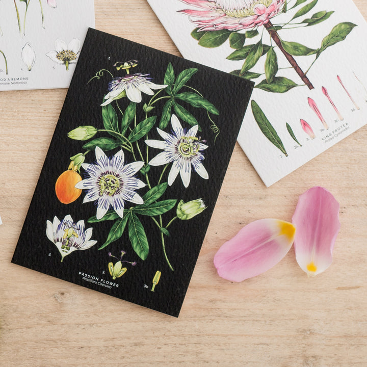 Botanical 'Passion Flower - Black' Species Card