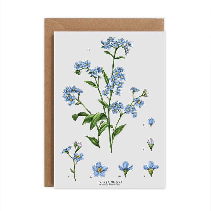 Botanical 'Forget Me Not' Species Card