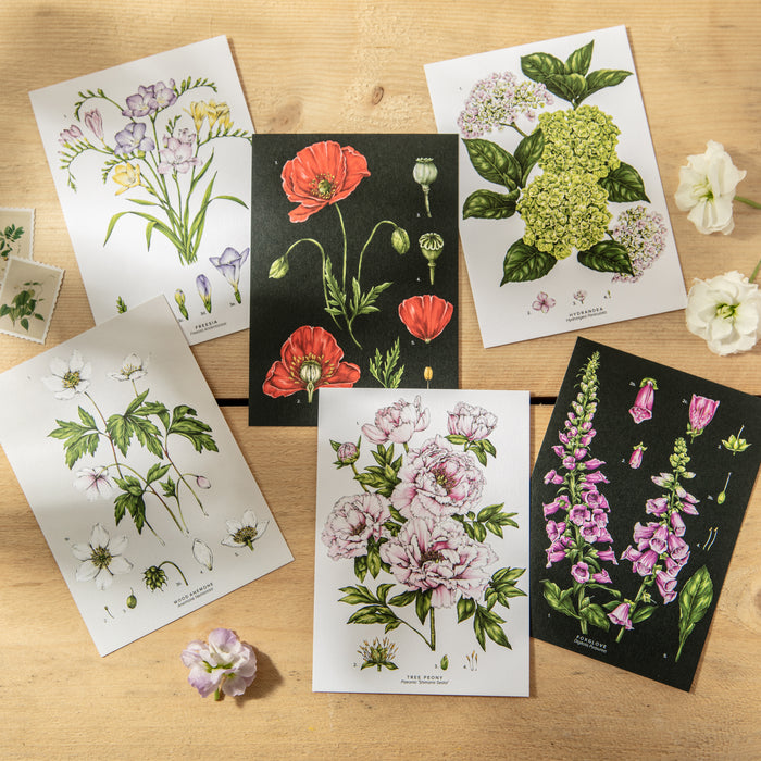Botanical Species Postcards - Pack of 6